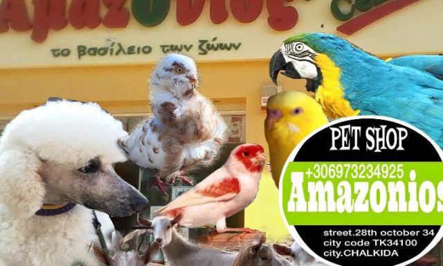 ΑΜΑΖΟΝΙΟΣ – ΡΩΜΙΟΠΟΥΛΟΥ Γ ΠΑΝΤΑΖΗΣ Γ ΟΕ