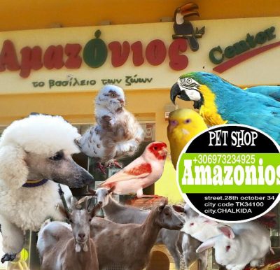 ΑΜΑΖΟΝΙΟΣ – ΡΩΜΙΟΠΟΥΛΟΥ Γ ΠΑΝΤΑΖΗΣ Γ ΟΕ