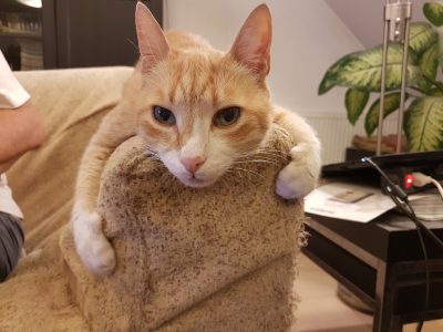 ΤΑΠΟΥΤΗ Α.Ε.