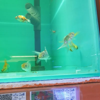 AQUARIUMSHOP