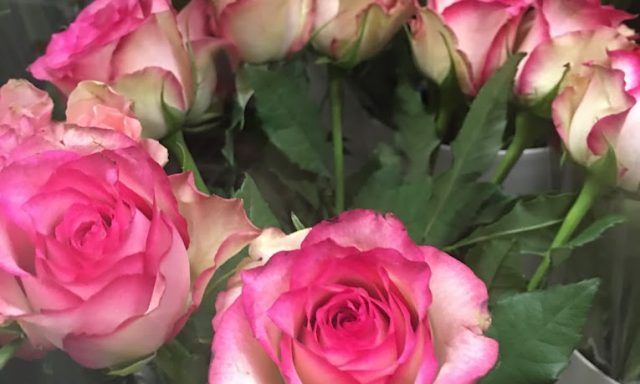 ΑΝΘΗ-ΦΥΤΑ ΚΑΤΕΡΙΝΑ