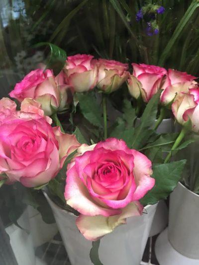 ΑΝΘΗ-ΦΥΤΑ ΚΑΤΕΡΙΝΑ