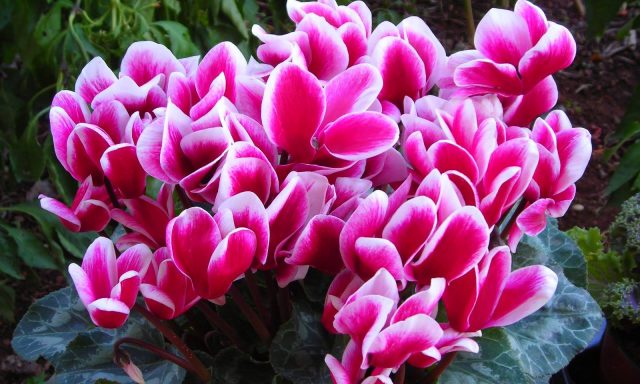 ΦΥΤΩΡΙΟ ΤΣΕΛΙΓΚΑΣ – ΙΩΑΝΝΙΔΗ ΑΦΟΙ & ΣΙΑ ΟΕ