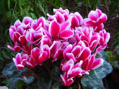 ΦΥΤΩΡΙΟ ΤΣΕΛΙΓΚΑΣ – ΙΩΑΝΝΙΔΗ ΑΦΟΙ &amp; ΣΙΑ ΟΕ