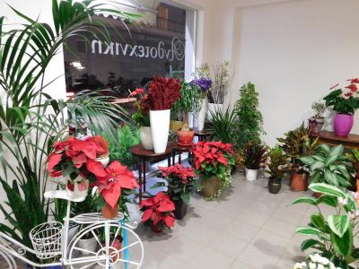 ΑΝΘΟΤΕΧΝΙΚΗ – ΡΑΝΤΙΤΣΑΣ ΒΑΣΙΛΗΣ