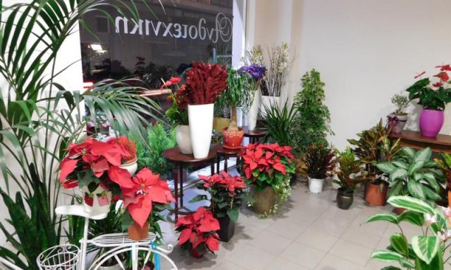 ΑΝΘΟΤΕΧΝΙΚΗ – ΡΑΝΤΙΤΣΑΣ ΒΑΣΙΛΗΣ