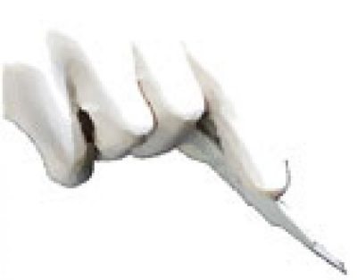 ΞΕΡΡΑ ΓΚΡΑΤΣΙΑ-ΠΑΤΡΙΤΣΙΑ