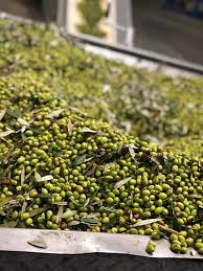 ΓΕΡΑΡΧΑΚΗΣ ΜΙΧΑΛΗΣ &amp; ΣΙΑ ΟΕ – GERARCHAKIS FAMILY