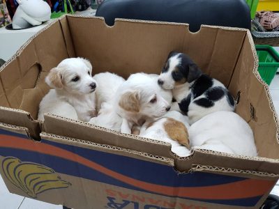 ΒΟΓΙΑΤΖΗΣ Σ ΠΑΡΑΣΧΟΥΔΗ Β ΟΕ