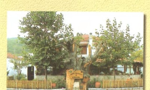 Η ΚΛΗΜΑΤΑΡΙΑ (Θυμιόπουλος Σεραφείμ Σ.)