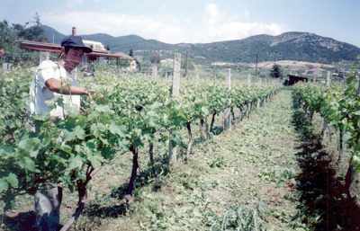 ΟΙΚΟΓΕΝΕΙΑΚΟ ΟΙΝΟΠΟΙΕΙΟ ΦΕΛΛΑΧΙΔΗ &#8211; ΕΛΕΝΗ ΦΕΛΛΑΧΙΔΟΥ
