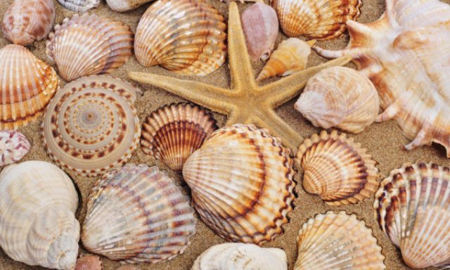 ΤΣΑΛΚΙΔΗΣ ΑΓΓΕΛΟΣ