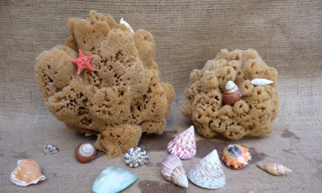 ANATOLITIS SPONGES – ΑΝΑΤΟΛΙΤΗΣ ΝΙΚΟΛΑΟΣ