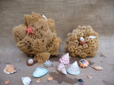 ANATOLITIS SPONGES – ΑΝΑΤΟΛΙΤΗΣ ΝΙΚΟΛΑΟΣ