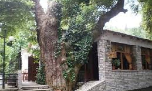 ΤΑ ΠΛΑΤΑΝΙΑ