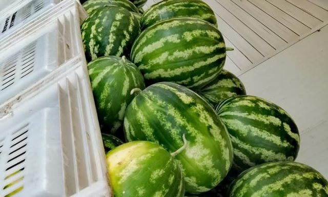 ΤΣΑΚΩΝΑΣ FRUITS Α.Ε.