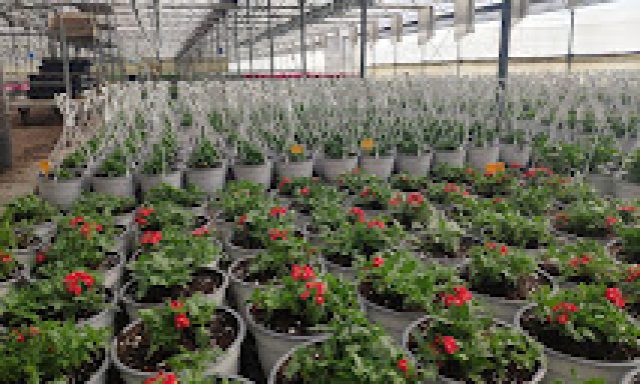 ΦΥΤΩΡΙΑ ΓΙΑΝΝΗΣ ΕΕ