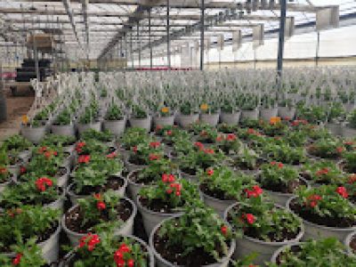 ΦΥΤΩΡΙΑ ΓΙΑΝΝΗΣ ΕΕ